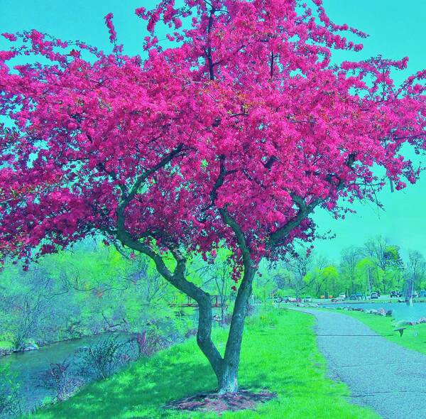 Flowering Tree Art Print featuring the photograph The Joy of Spring by Sharon Ackley