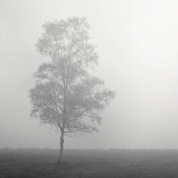 Tree Art Print featuring the photograph The Lone Tree by Stephen Taylor