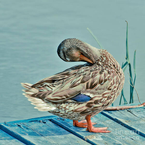 Duck Art Print featuring the photograph The Pose by Aimelle Ml