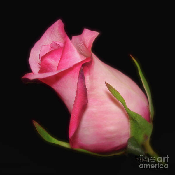 Rose Art Print featuring the photograph The Promise of New Life by Sue Melvin