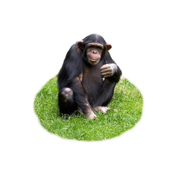 Lehtokukka; Jouko Lehto; Kolmården; Kolmorden; Zoo; Eläintarha; Djurpark; Animal; Eläin; Safari; Sweden; Sverige; Ruotsi; Pan Troglodytes; Schimpans; Simpanssi; Shcimp; Chimpanzee Art Print featuring the photograph The Smiling Chimp transparent by Jouko Lehto