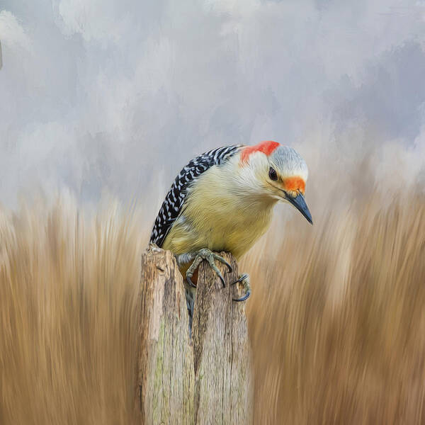Woodpecker Art Print featuring the photograph The Woodpecker by Cathy Kovarik