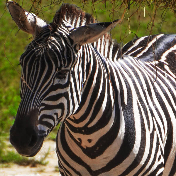 The Art Print featuring the photograph The Zebra by Bill Cannon