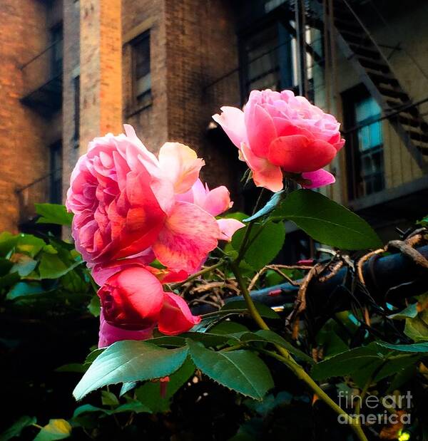Rose Art Print featuring the photograph There is a Rose in Spanish Harlem by Miriam Danar