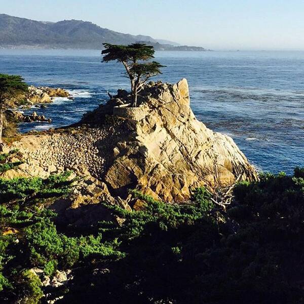 17miledrive Art Print featuring the photograph This Happened Today!! Lone Cypress by Scott Pellegrin