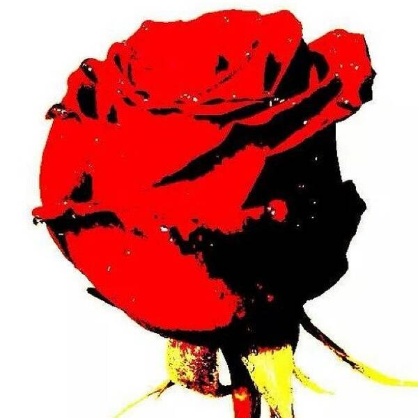  Art Print featuring the photograph This Rose Is Red
but Violets Aren't by Ant Jones
