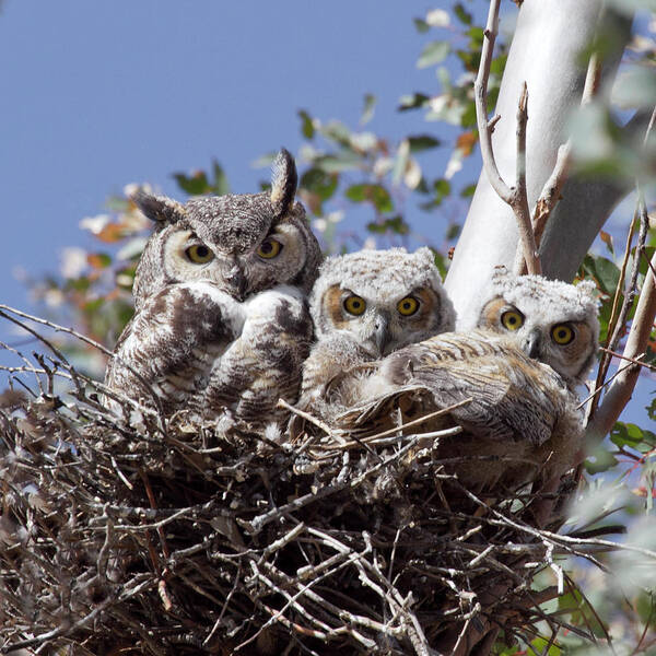 Great Horned Owl Art Print featuring the photograph Three pairs of eyes by Elvira Butler