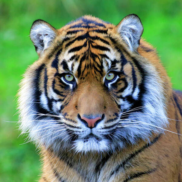 Tiger Art Print featuring the photograph Tiger Face Paint by Steve McKinzie