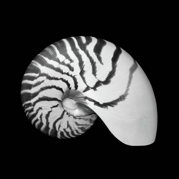 Sea Shell Art Print featuring the photograph Tiger Nautilus shell by Jim Hughes