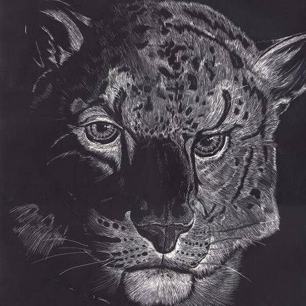 Wildlife Art Print featuring the digital art Tiger Scratch Board by Darren Cannell