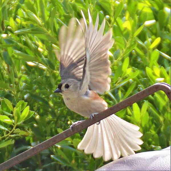 Tufted Titmouse Art Print featuring the photograph Titmouse Takeoff by Kathy Kelly