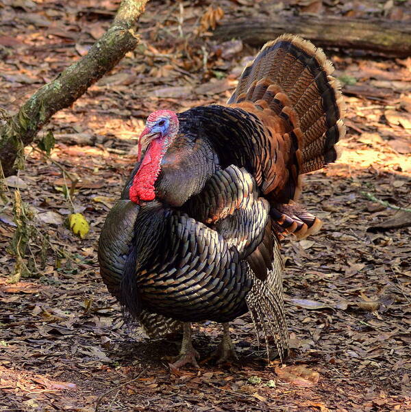 Turkey Art Print featuring the photograph Tom the Turkey by Carla Parris