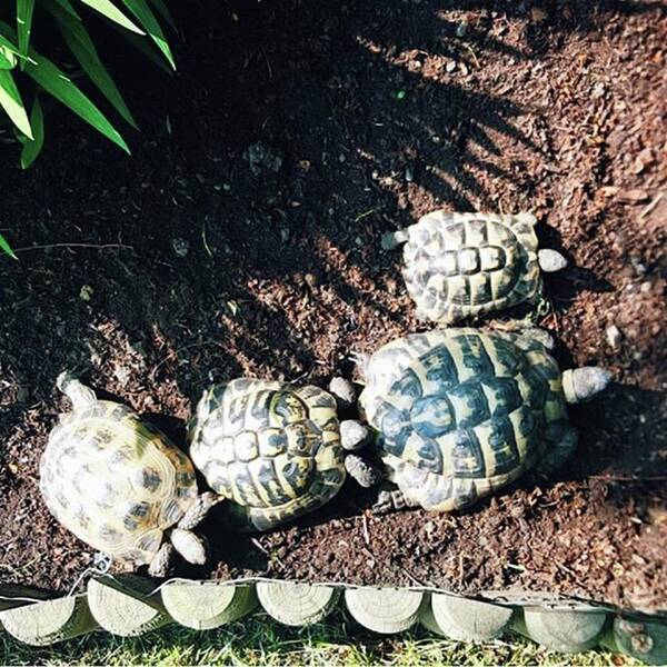 Shell Art Print featuring the photograph #torts #tortoise #sunbathing #shell by Natalie Anne