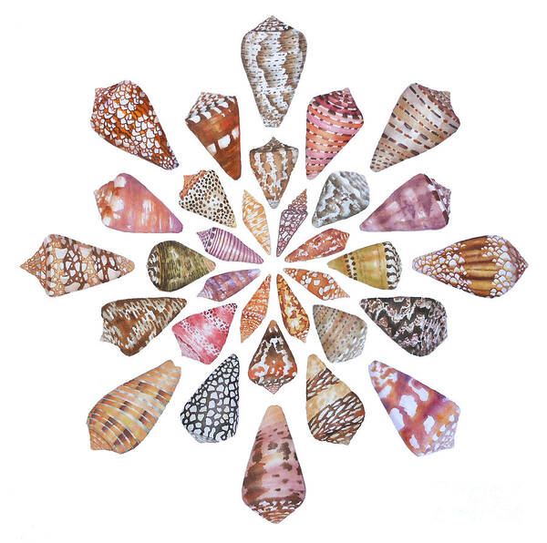 Cone Shells Art Print featuring the painting Toxic Tango III Cone Shells by Lucy Arnold