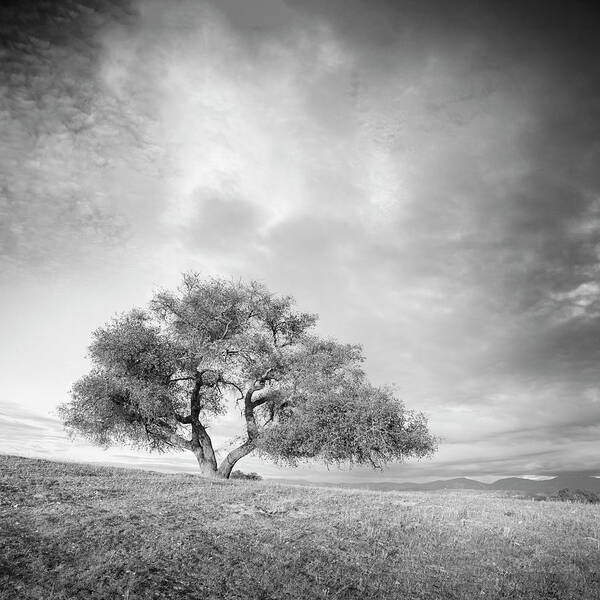 San Diego Art Print featuring the photograph Tree and Storm by William Dunigan