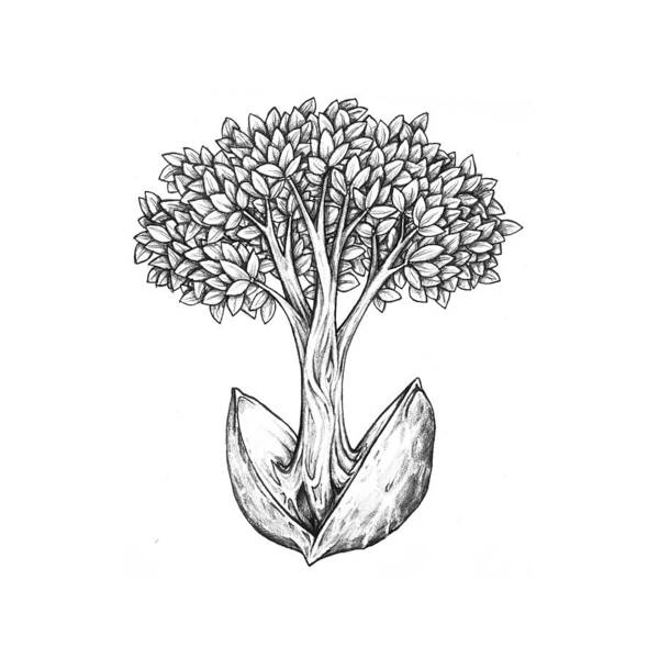 Tree Art Print featuring the drawing Tree from Seed by Aaron Spong
