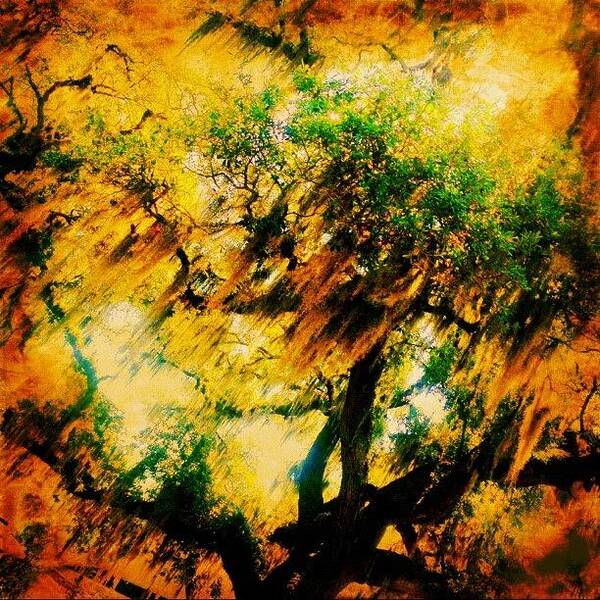 Driving Art Print featuring the photograph #tree #green #yellow #colourful #sc by Katie Williams