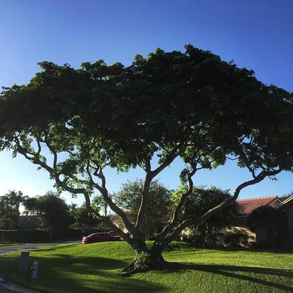 Juansilvaphotos Art Print featuring the photograph Tree In Boca Raton Neighborhood by Juan Silva