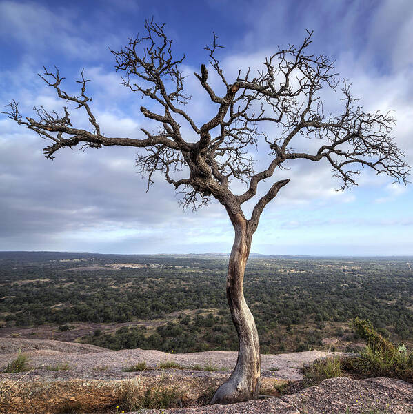 Tree Art Print featuring the photograph Tree On Enchanted Rock - Square by Todd Aaron