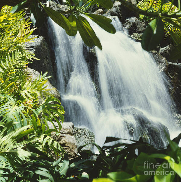 Active Art Print featuring the photograph Tropical Waterfall by David Cornwell/First Light Pictures, Inc - Printscapes