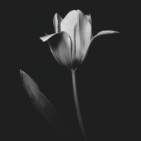 Tulip Art Print featuring the photograph Tulip 0155 by Desmond Manny