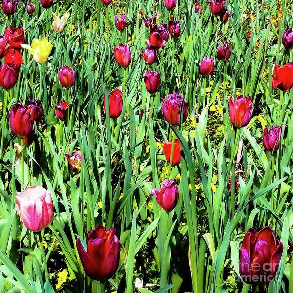 Tulips Art Print featuring the photograph Tulips Blooming by D Davila