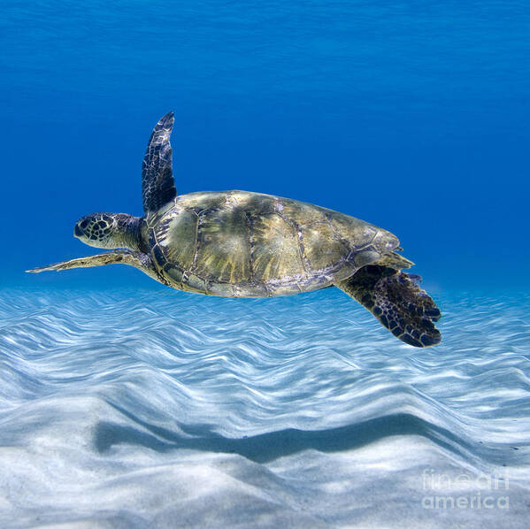 Turtle Art Print featuring the photograph Turtle Flight - part 2 of 3 by Sean Davey
