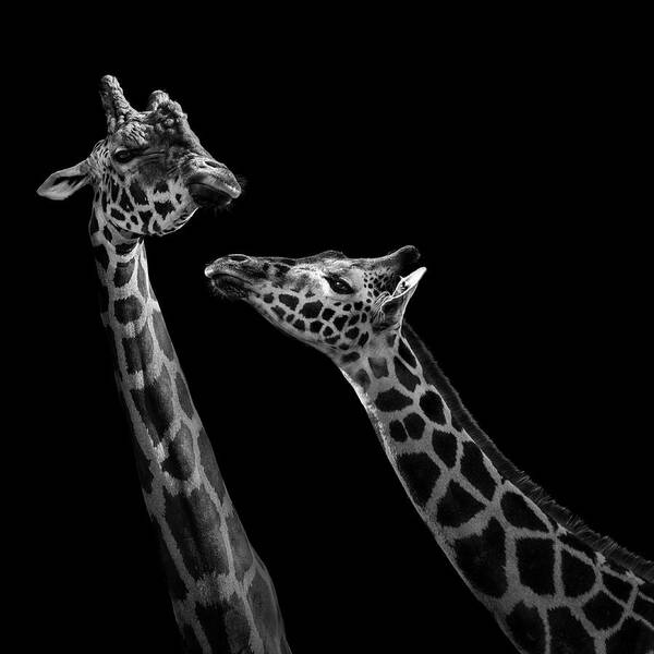 Giraffe Art Print featuring the photograph Two giraffes in black and white by Lukas Holas