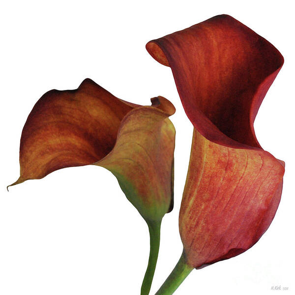Rust Art Print featuring the photograph Two Rust Calla Lilies Square by Heather Kirk