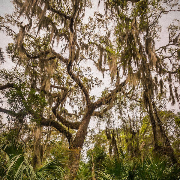Landscape Art Print featuring the photograph Under the shade of a live oak - artistic by Chris Bordeleau