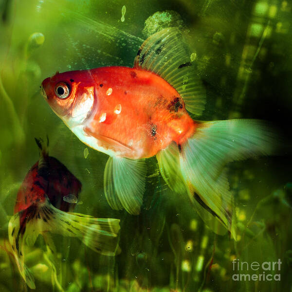 Goldfish Art Print featuring the photograph Underwater World by Ang El