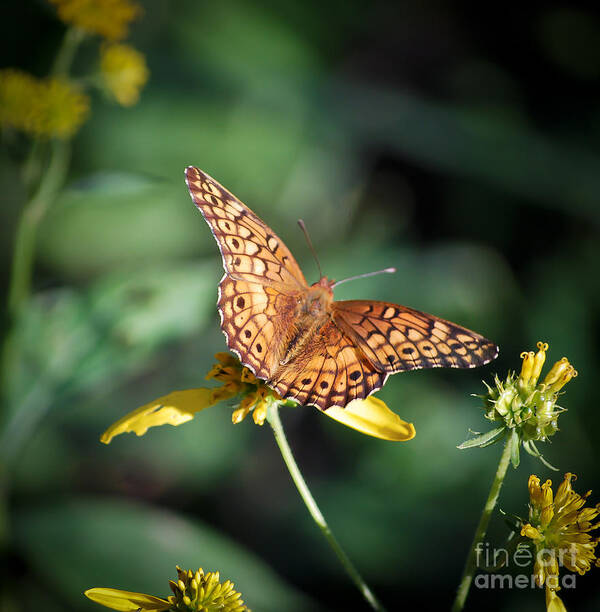 Butterfly Art Print featuring the photograph Variegated Fritillary Butterfly by Kerri Farley