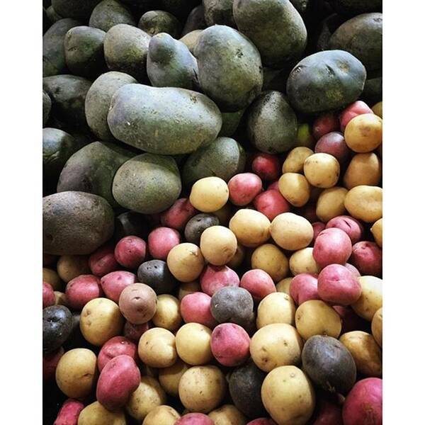 Organic Art Print featuring the photograph Variety Of Organic Potatoes At The by Juan Silva