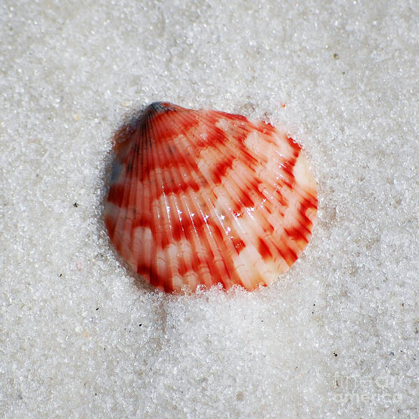 Shell Art Print featuring the photograph Vibrant Red Ribbed Sea Shell in Fine Wet Sand Macro Square Format by Shawn O'Brien