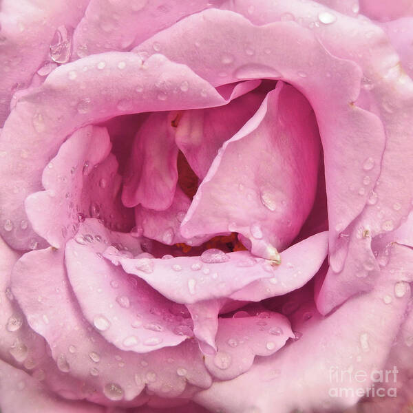 Rose-roses Art Print featuring the photograph Victorian Pink Rose Bloom by Scott Cameron