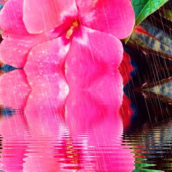 Ptk_flowers Art Print featuring the photograph Video Created In #watermyphoto by Lisa Pearlman