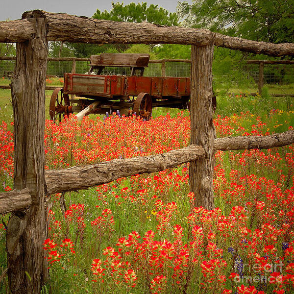Spring Art Print featuring the photograph Wagon in Paintbrush - Texas Wildflowers wagon fence landscape flowers by Jon Holiday