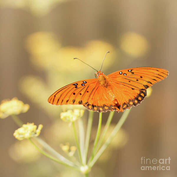 Butterfly Art Print featuring the photograph Wait Here by Ana V Ramirez