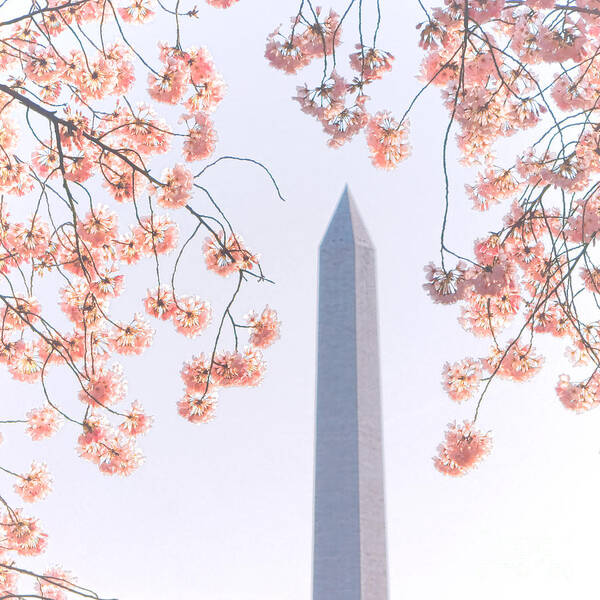 Flowering Art Print featuring the photograph Washington Monument Spring Celebration by Olivier Le Queinec