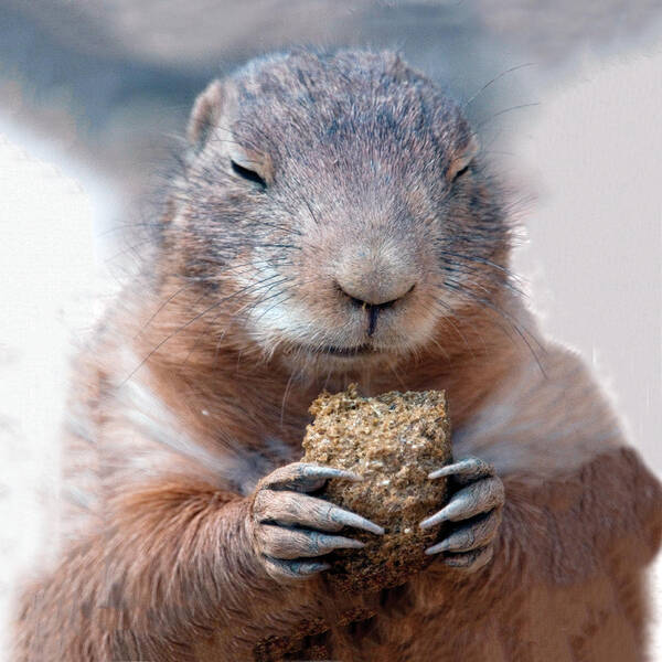 Prairie Dog Art Print featuring the photograph We Thank Thee Lord Our Daily Bread by William Bitman