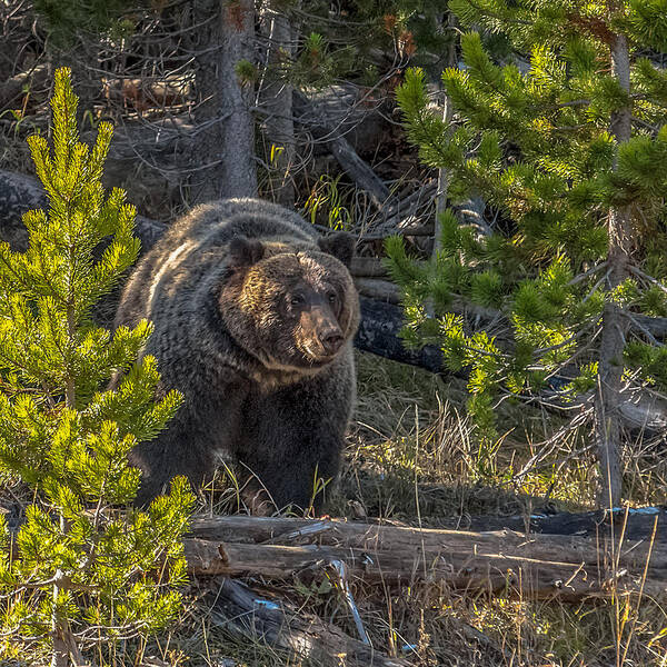 Grizzly Boar Art Print featuring the photograph West Thumb Grizzly Boar by Yeates Photography