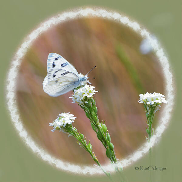 Butterfly Art Print featuring the mixed media Western White Butterfly by Kae Cheatham