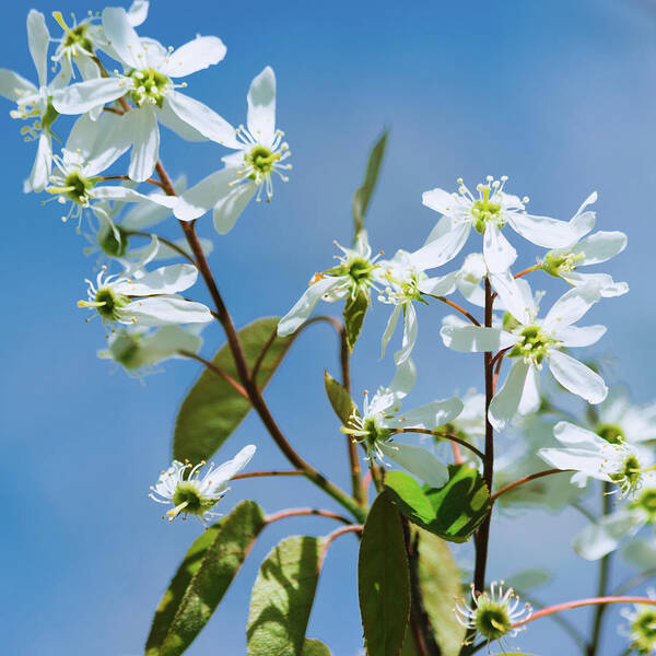 White Blossom Art Print featuring the photograph White blossom by Cristina Stefan