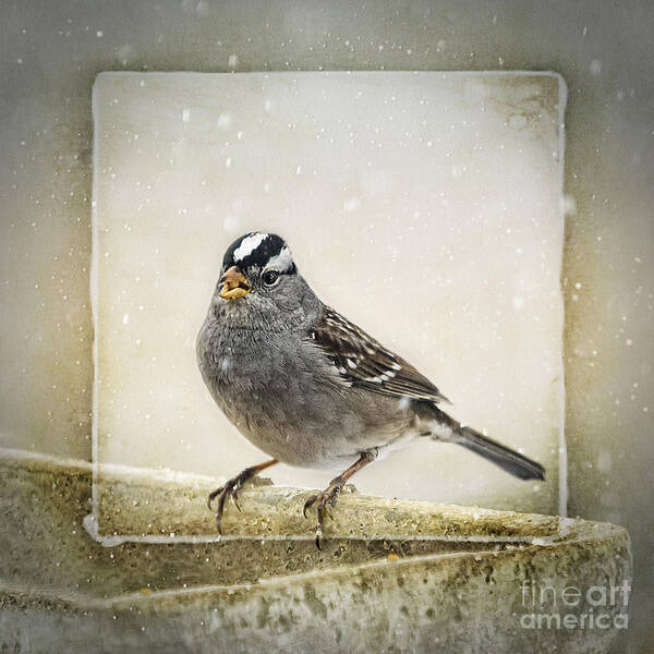 Sparrow Art Print featuring the photograph White Crowned Sparrow in Snow Frame by Janice Pariza