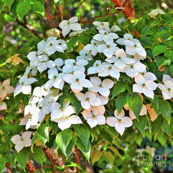 White Dogwood Art Print featuring the photograph White Dogwood Tree Bouquet by Carol Groenen