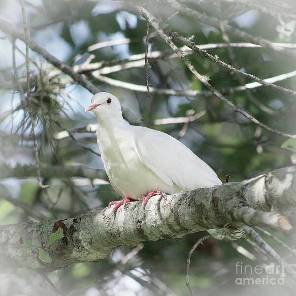 Doves Art Print featuring the photograph White Dove Messenger by Ella Kaye Dickey