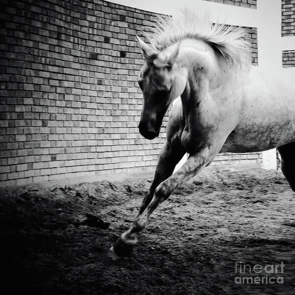 Horse Art Print featuring the photograph White horse galloping Black and White photography by Dimitar Hristov