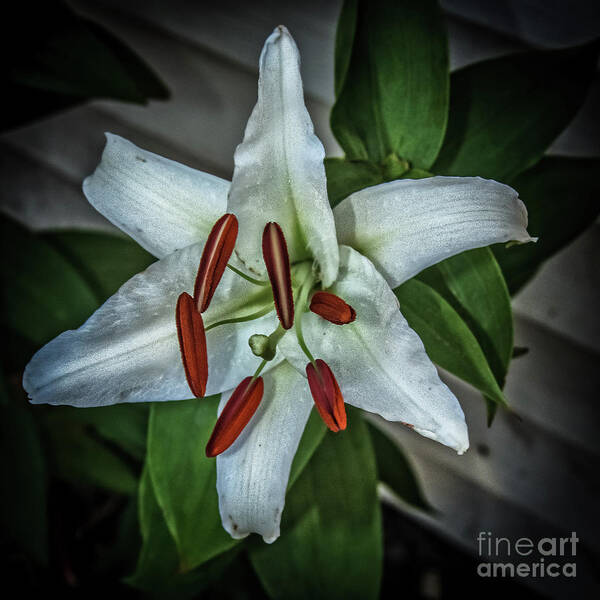 Isolated Art Print featuring the photograph White Lily by Robert Bales