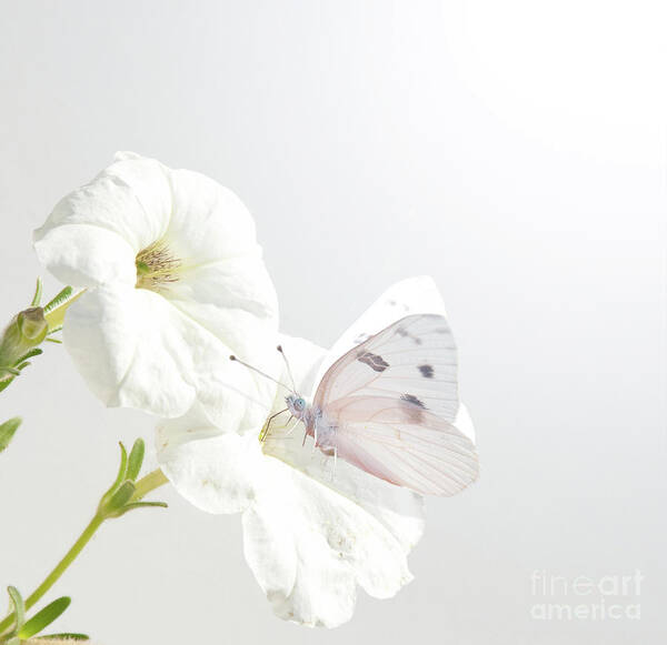 Butterfly Art Print featuring the photograph White on White by Sari ONeal