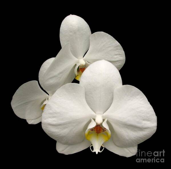 Orchids Art Print featuring the photograph White Orchids by Rose Santuci-Sofranko